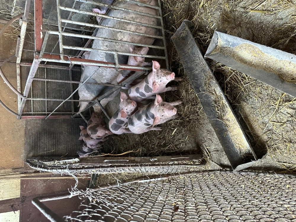 De vânzare purcei pietran De vânzare purcei pietran