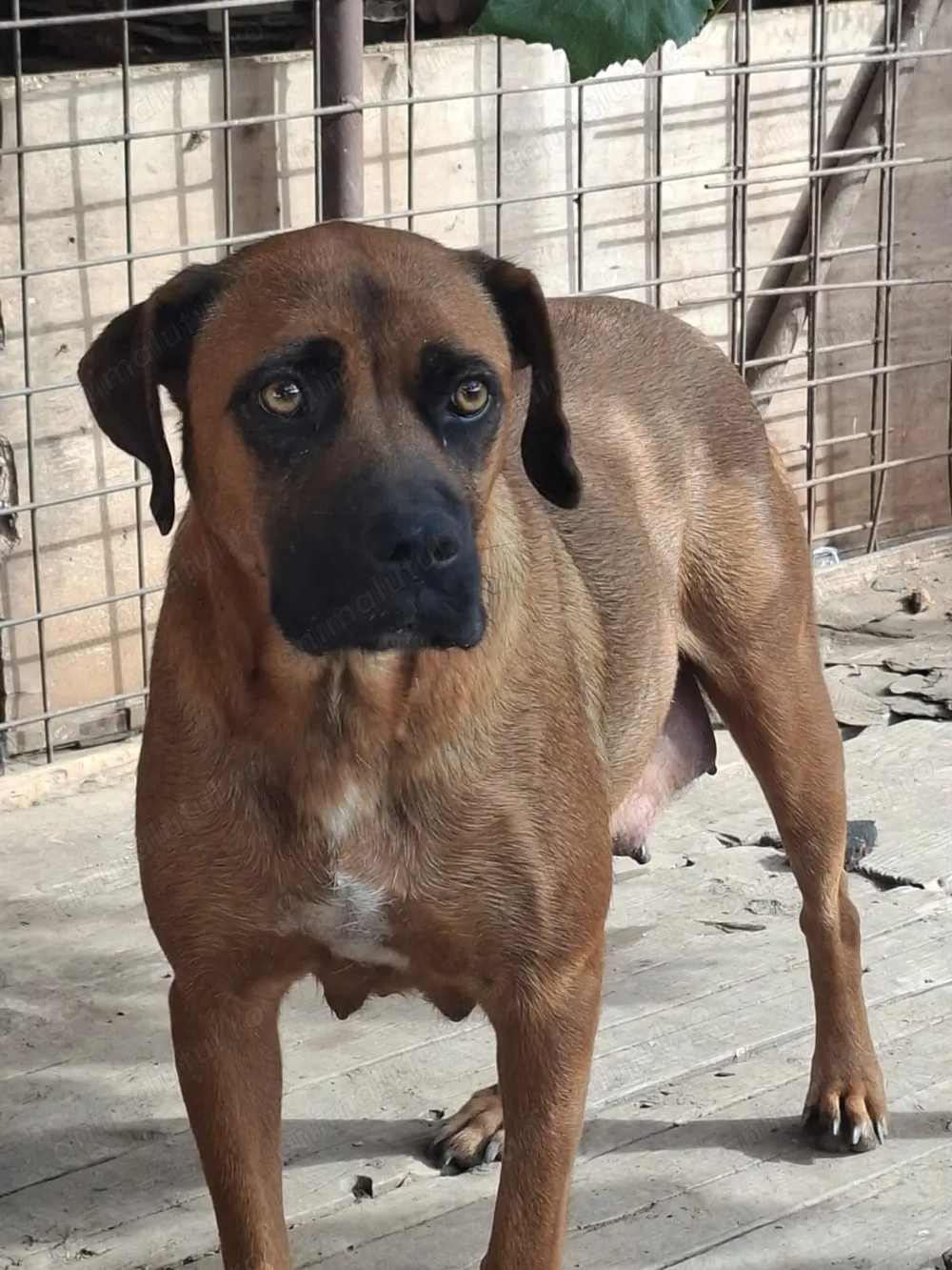 Caini spre adoptie, metis de talie medie