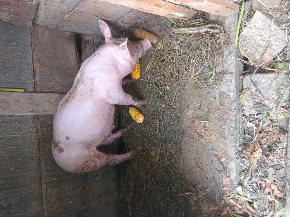 De vânzare porc.Greutate 25 kg  De vânzare porc.Greutate 25 kg