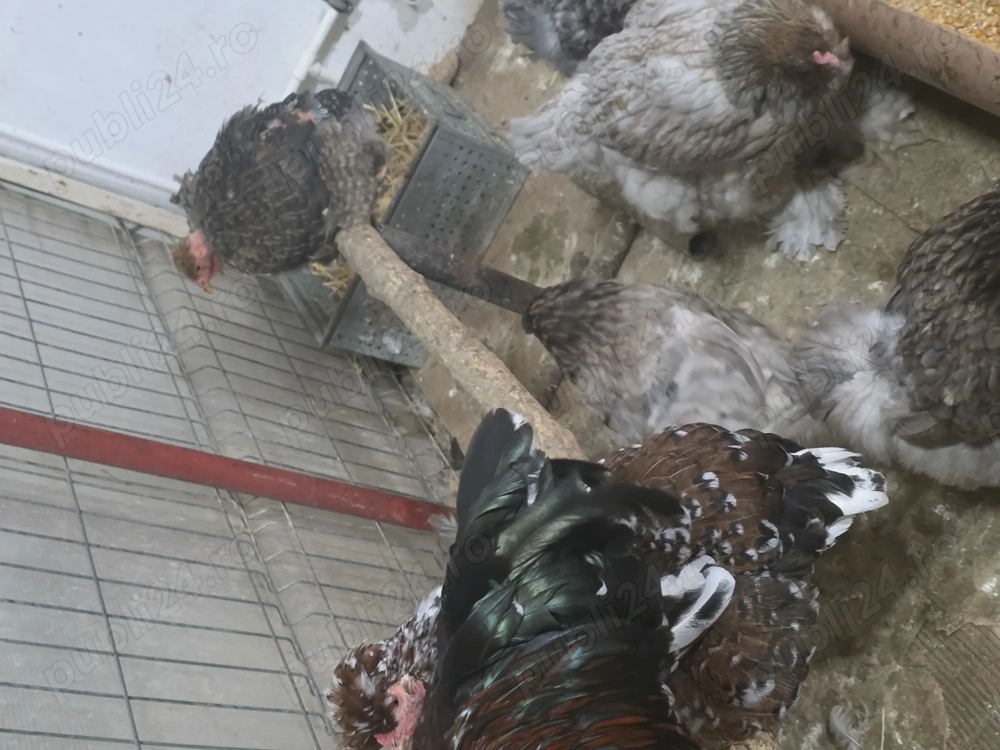 Vând gaini de casa