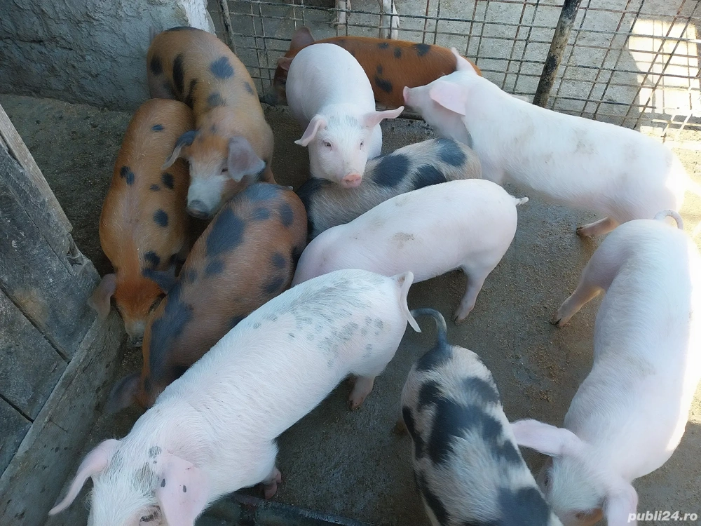 Vând purcei de 8 săptămâni!