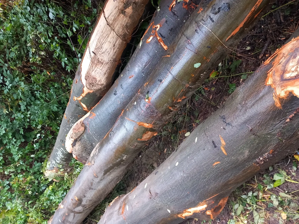 De vânzare lemne pentru foc 