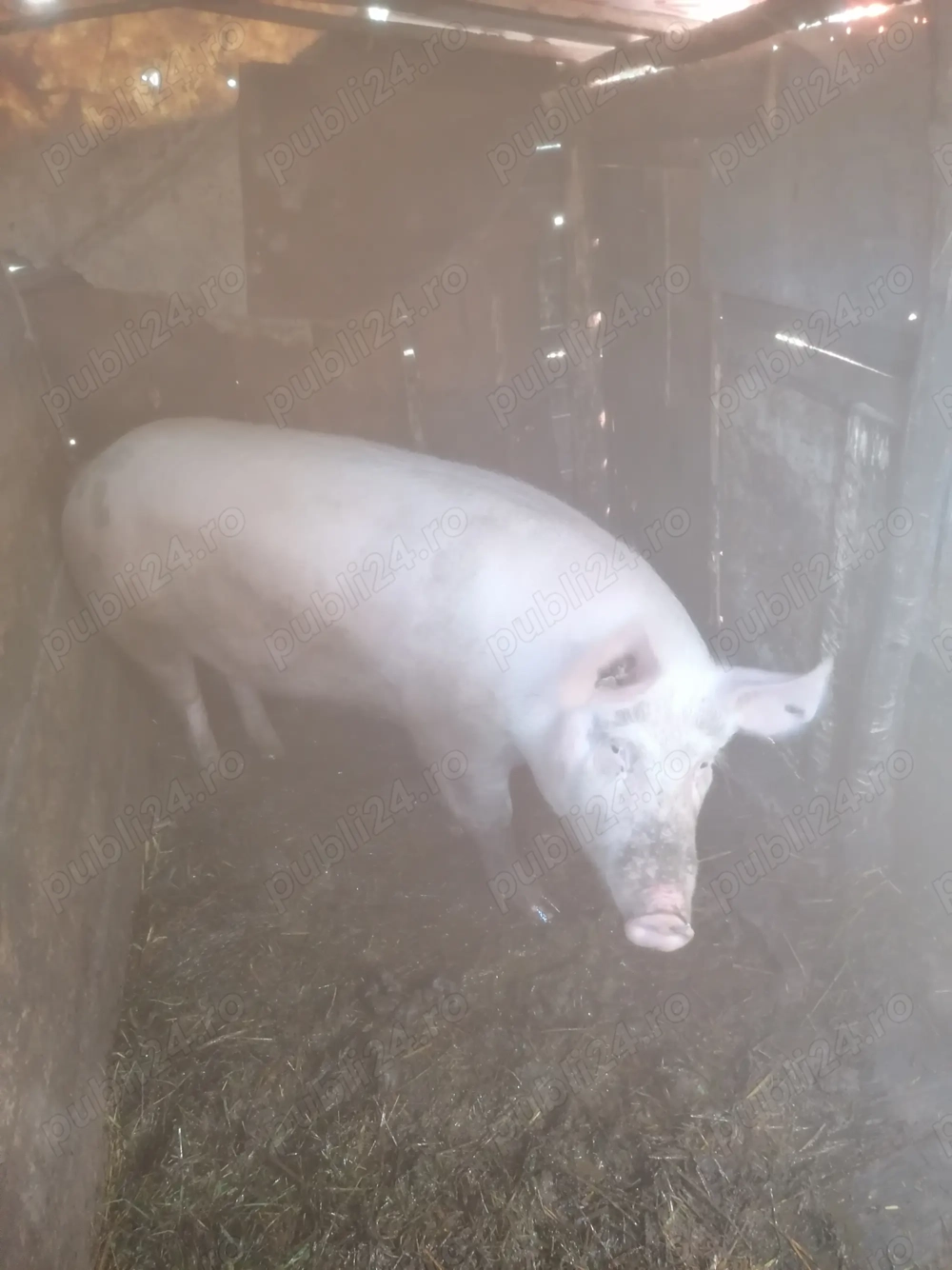 Vând porci marele alb