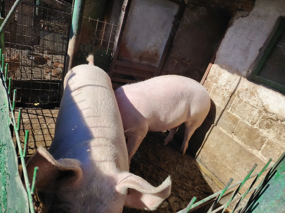 Vând porc pentru tăiat! Vând porc pentru tăiat!