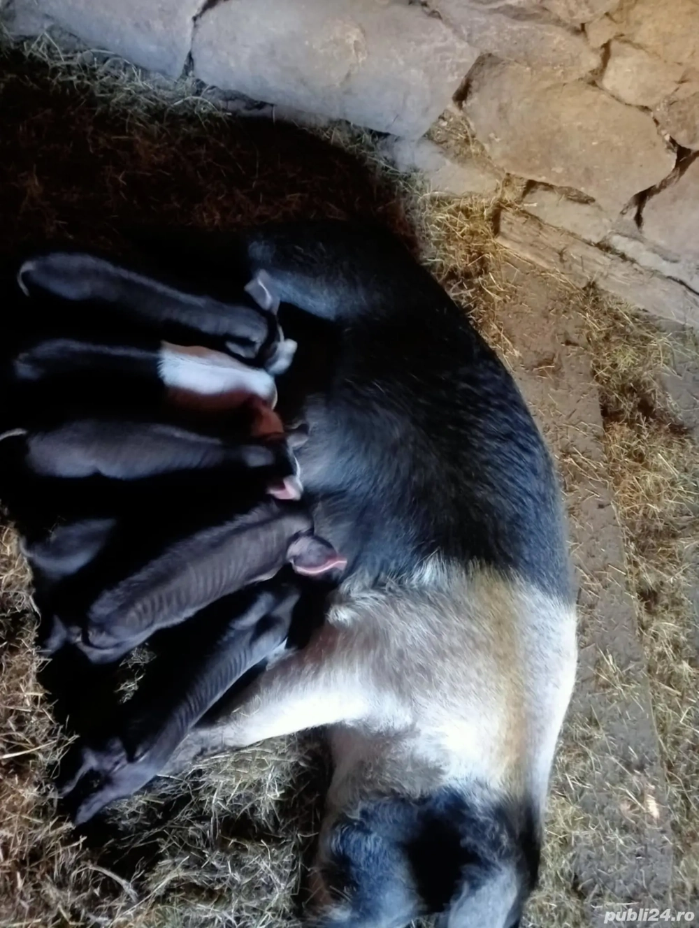 De vânzare Scroafă cu 6 purceii De vânzare Scroafă cu 6 purceii