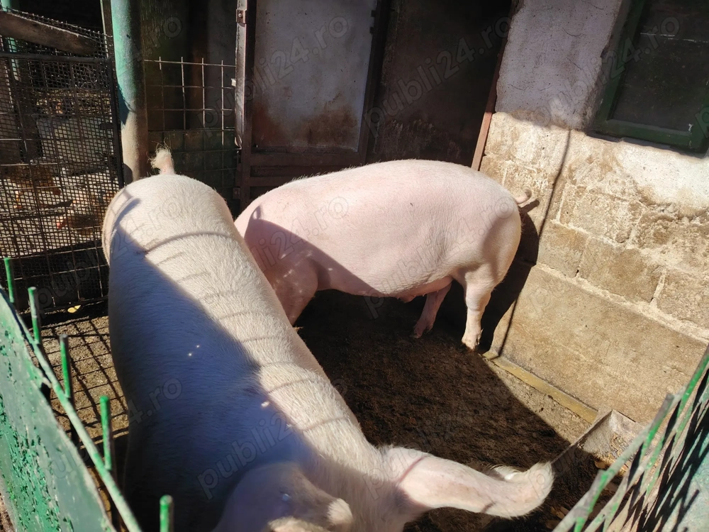 Vând porc pentru taiat