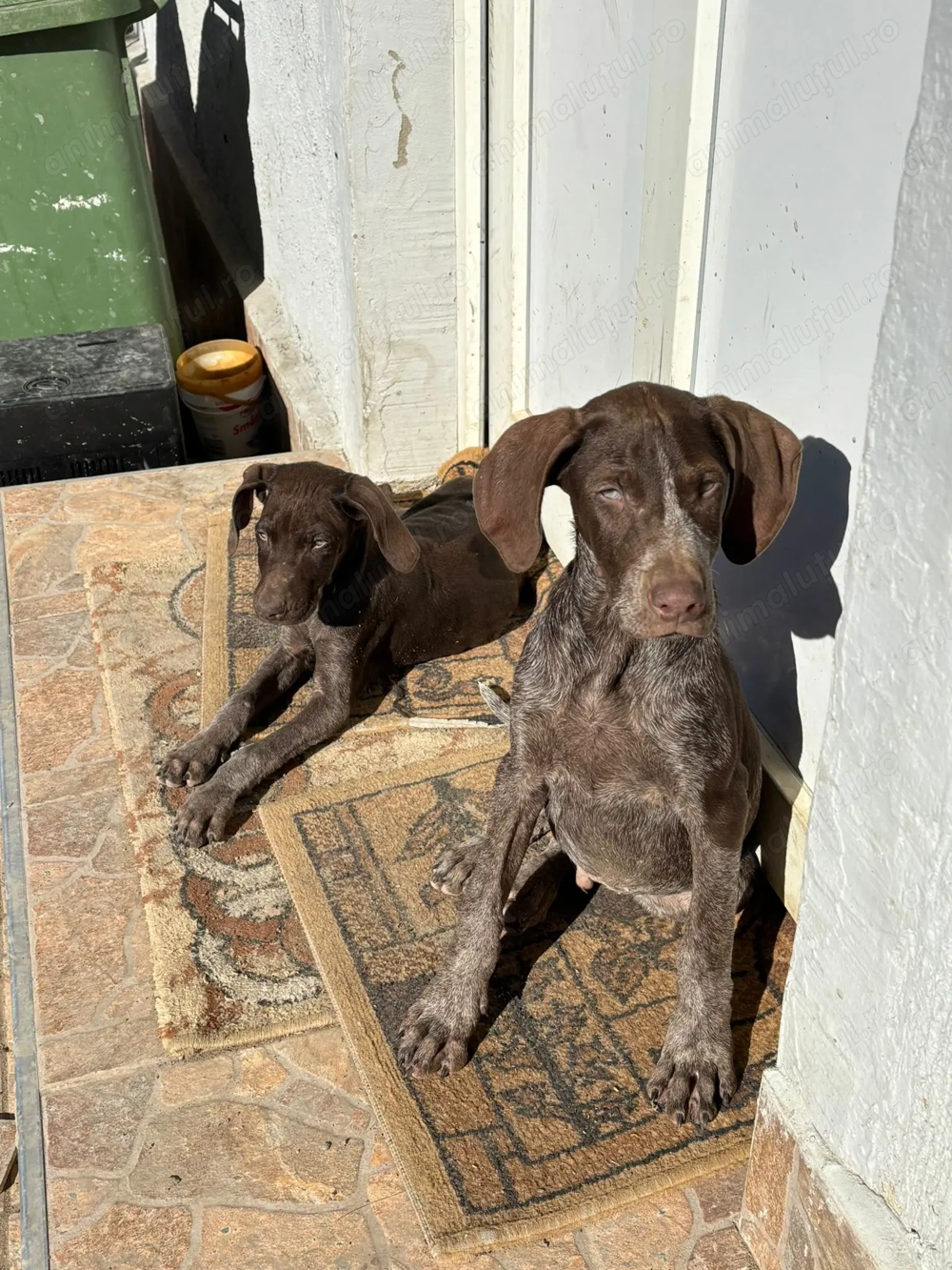 Cățeluși Brac German Cățeluși Brac German