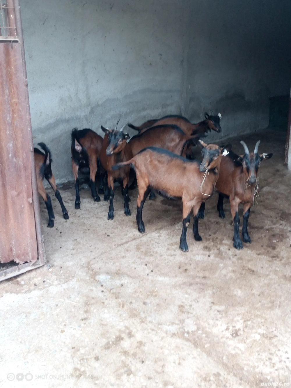 vand alpine franceze vand alpine franceze