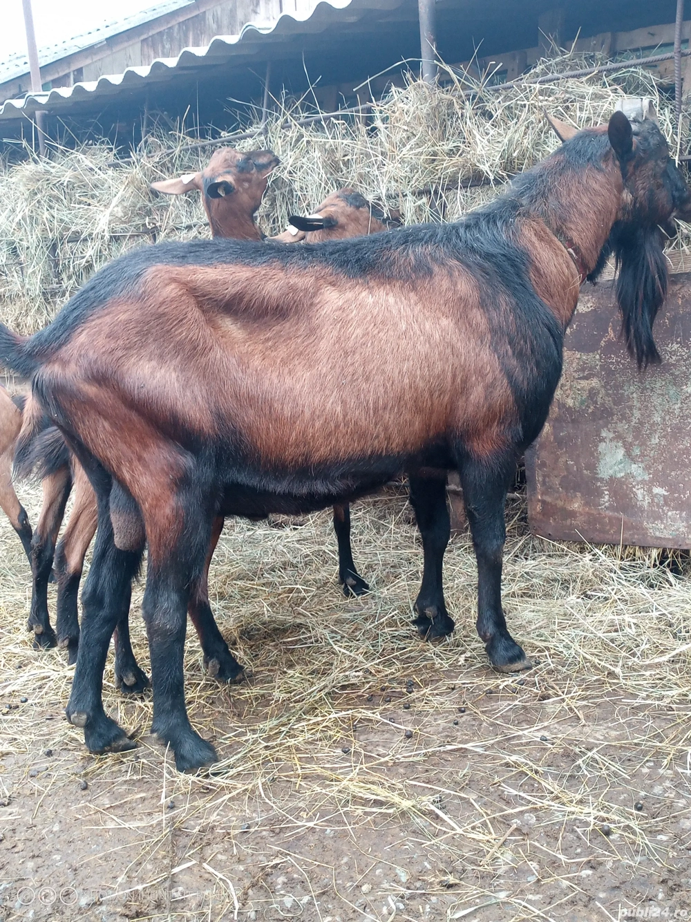 vand tap alpin francez