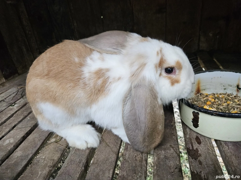 Iepure Berbec German Iepure Berbec German