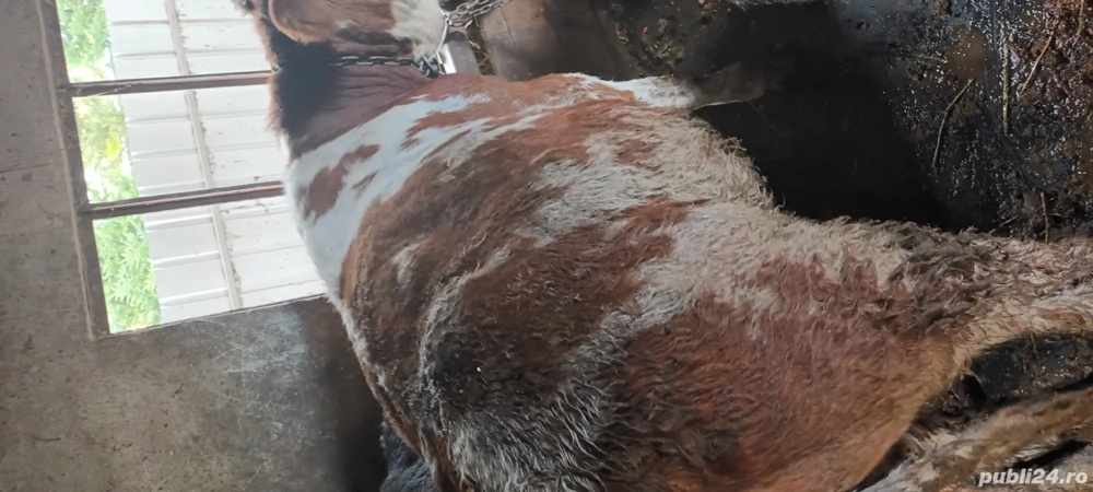 vand taurasi vand taurasi