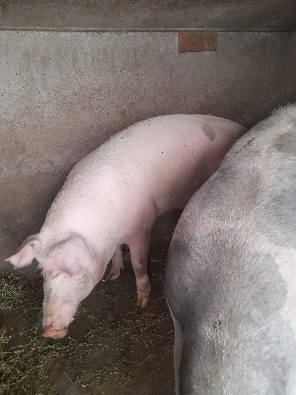 Porci de vânzare  Porci de vânzare