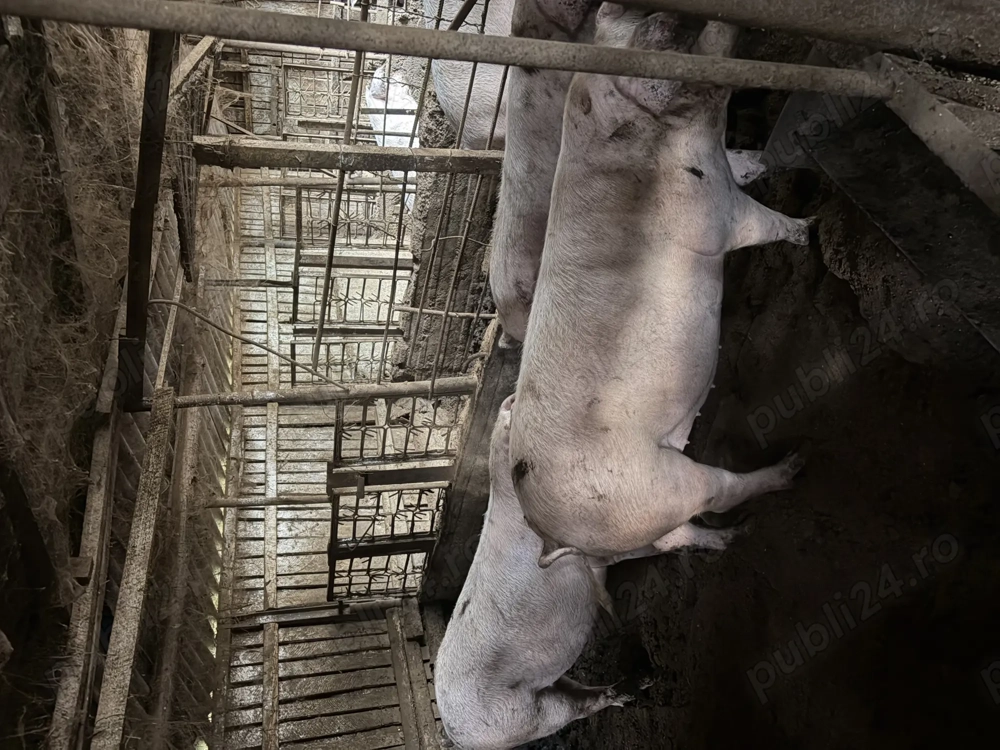 Purcei de vanzare Purcei de vanzare