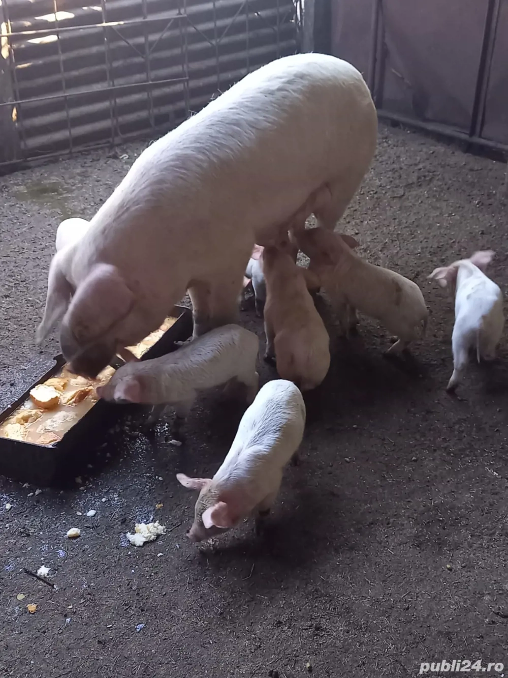 Vând scroafă cu purcei Vând scroafă cu purcei