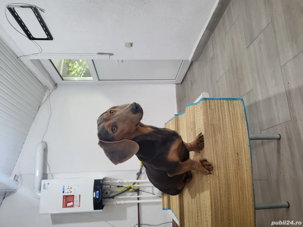 Mascul teckel Mascul teckel