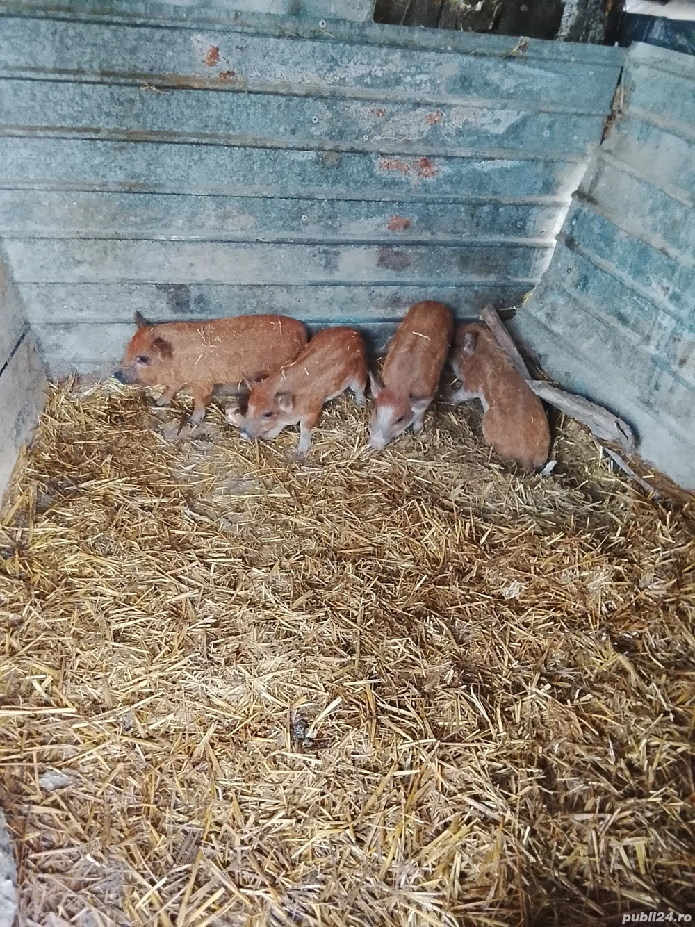 vand purcei mangalița 