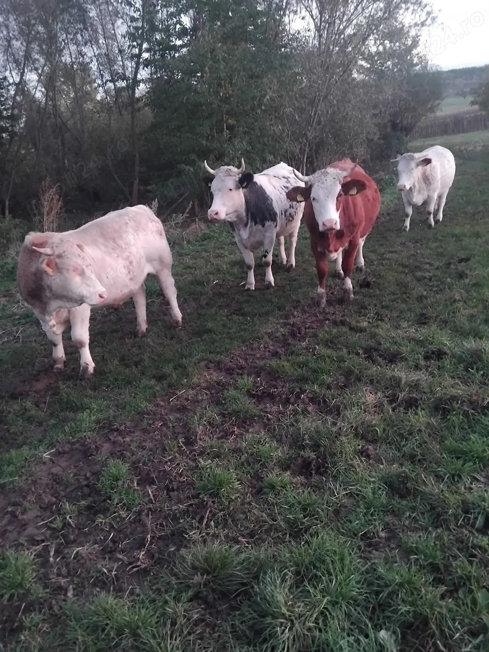 Vând vaci, Comuna Horodniceni, Județul Suceava Vând vaci, Comuna Horodniceni, Județul Suceava