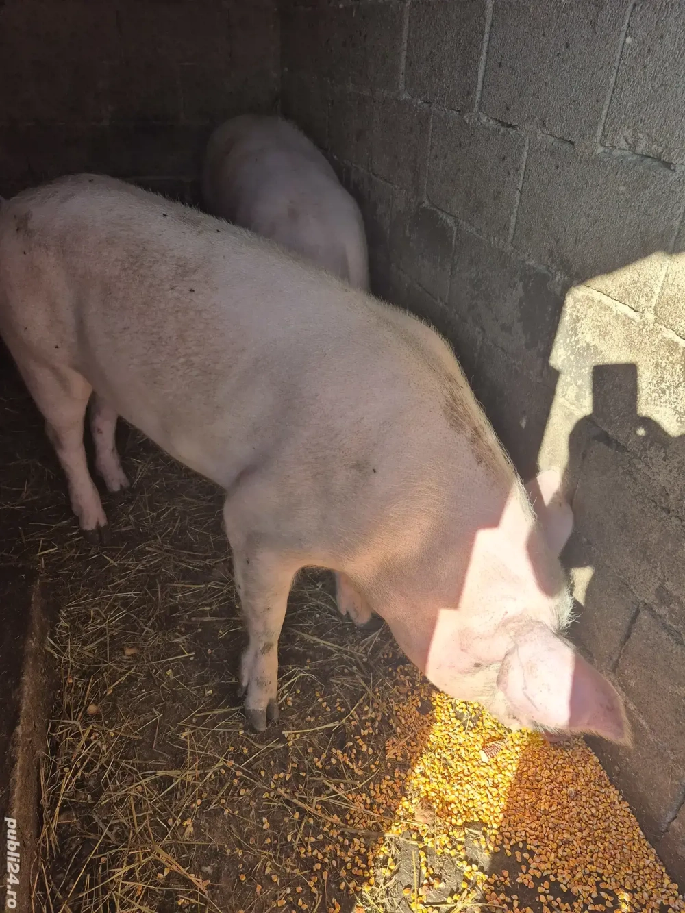 De vânzare porc rasa Landrace De vânzare porc rasa Landrace