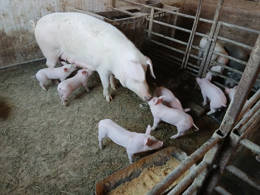 Scroafa Scroafa cu purcei de vanzare Lugoj - Animale