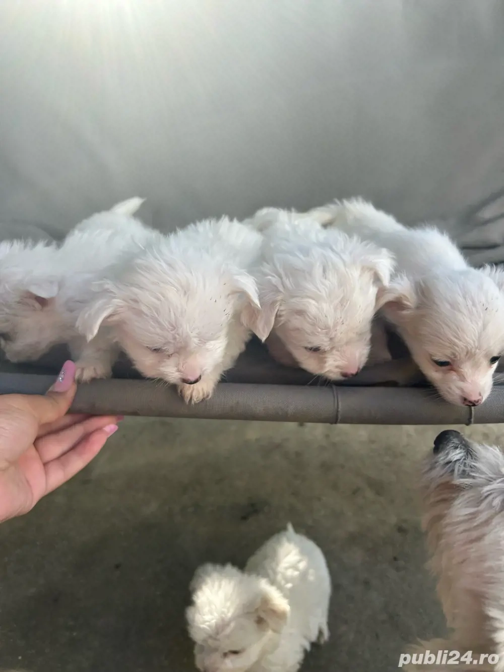 vand catei bichon vand catei bichon