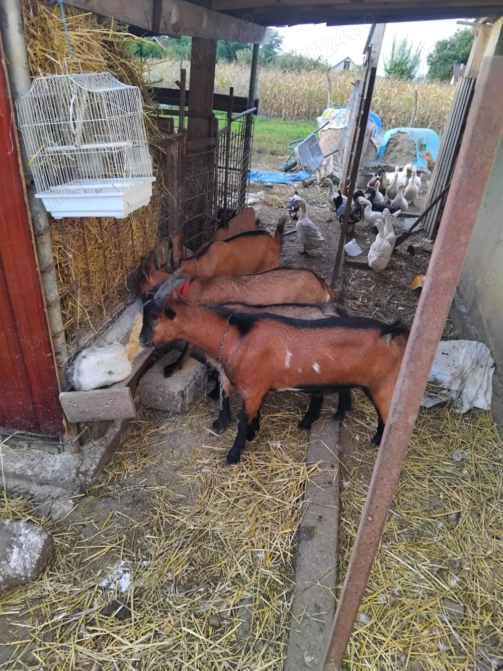 Tap și iedute vând sau schimb 