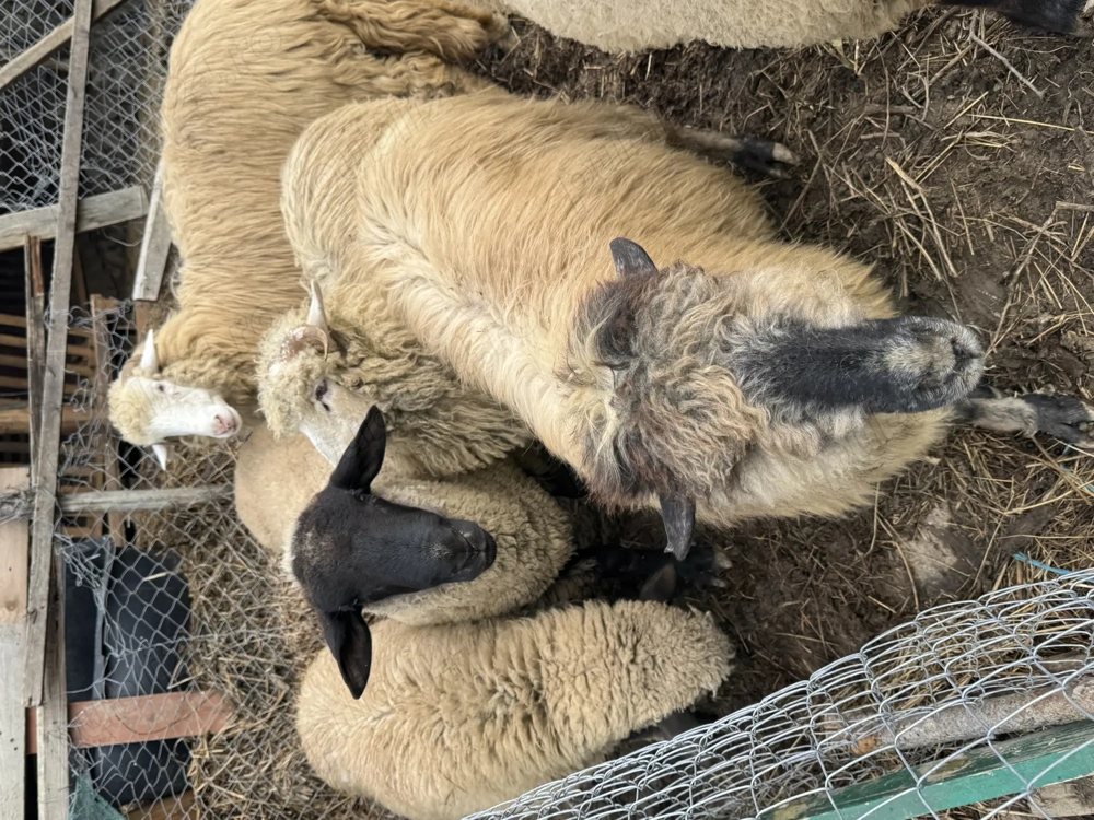 Vând turmă mică de oi