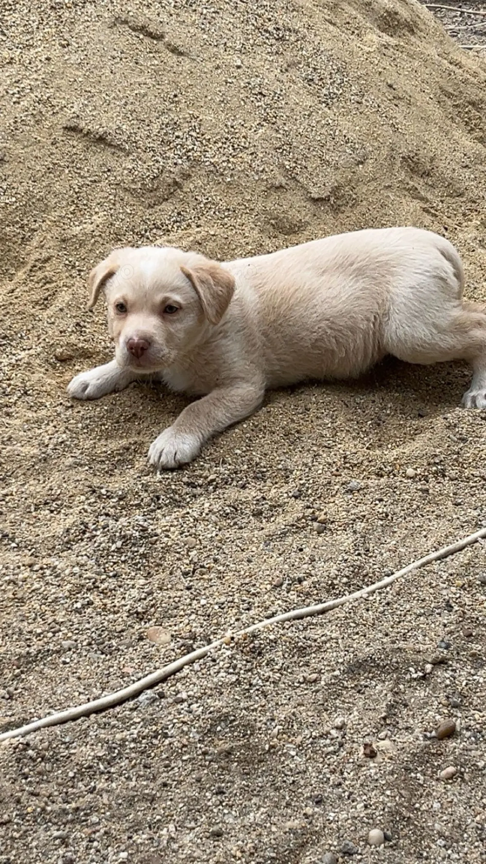 Labrador retriver  Labrador retriver