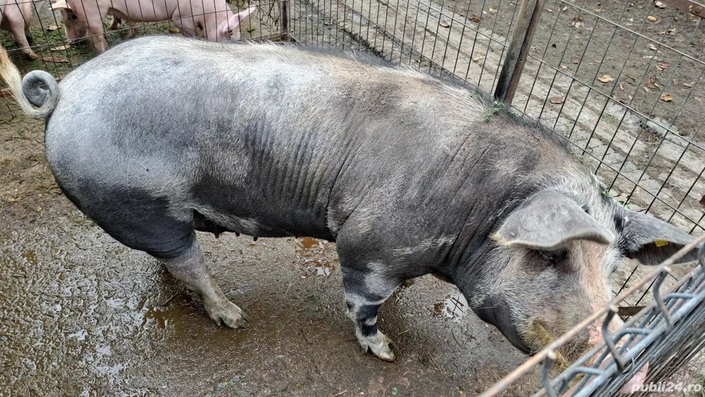 Vând porc carne Vând porc carne