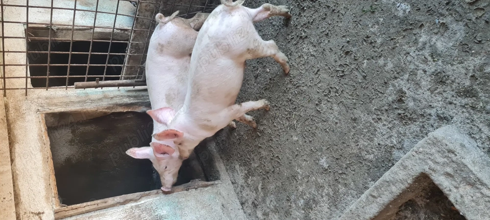 Grasuni Marele Alb-Landrace 30-35kg Grasuni Marele Alb-Landrace 30-35kg