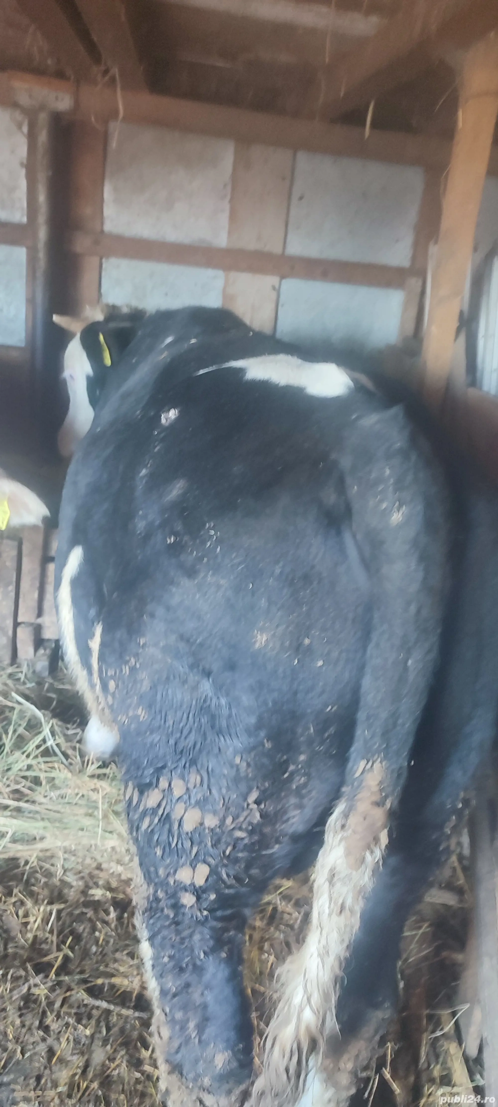 Vând vițel Vând vițel