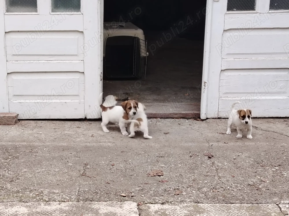 De vanzare căței rasa Jack Russel terrier