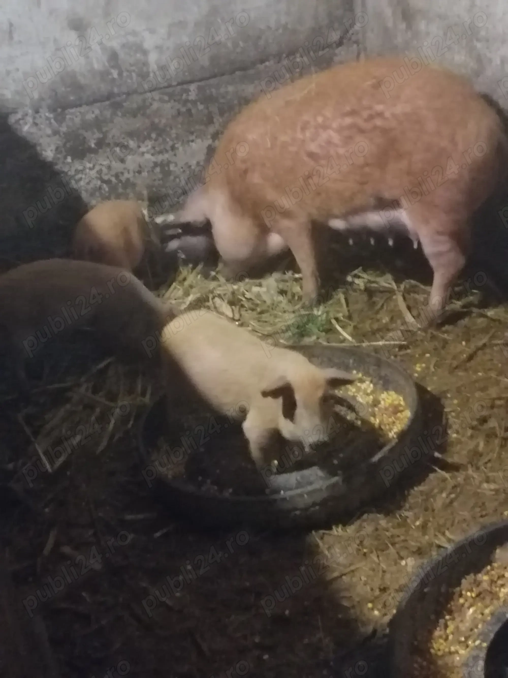 Purcei mangalita de vânzare purcei  Purcei mangalita de vânzare purcei