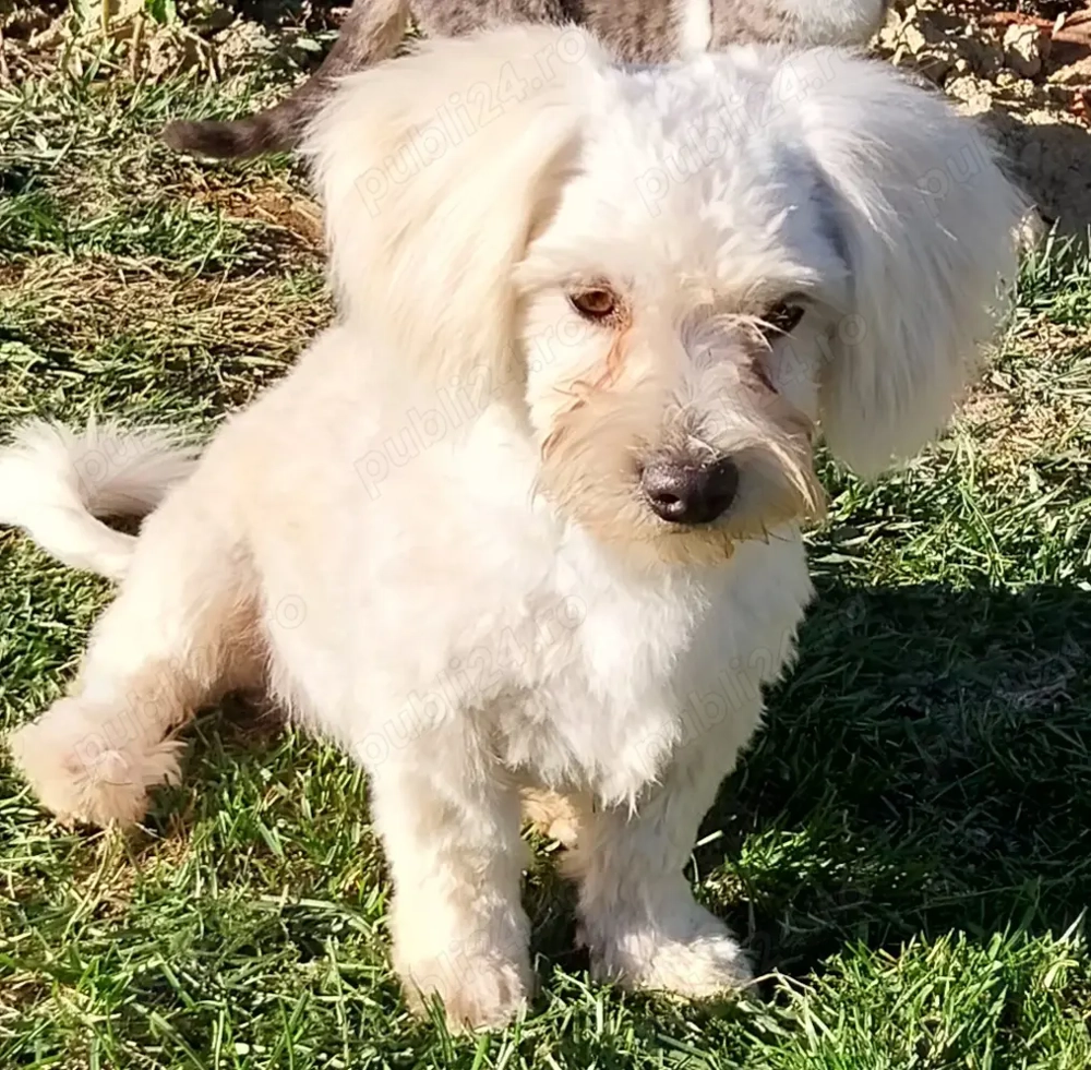 Cățel Bichon Cățel Bichon