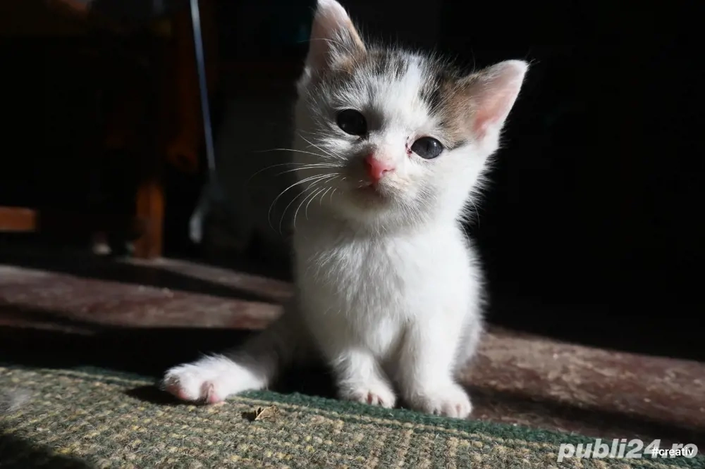 pisicute spre adoptie 