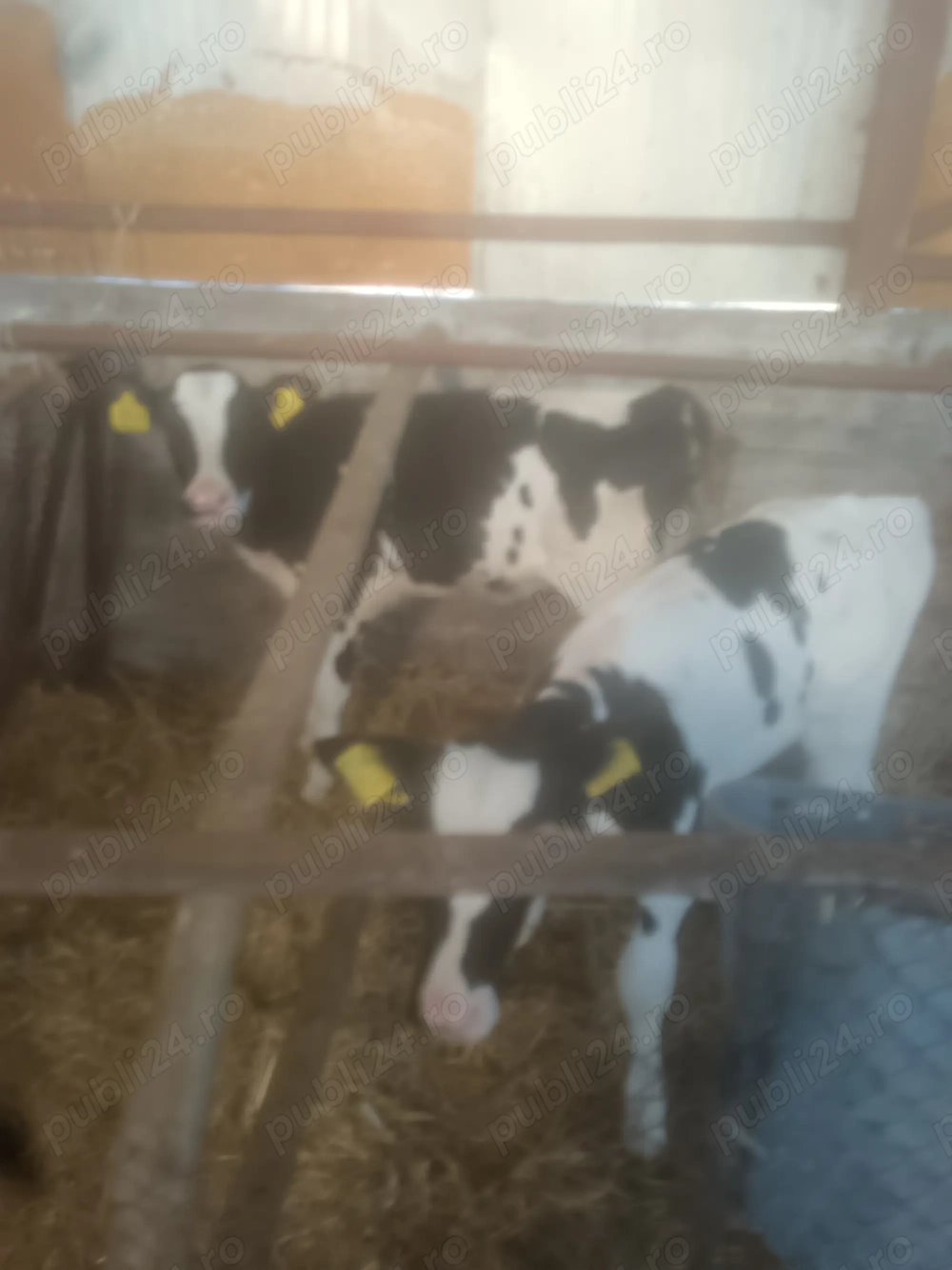 Vând 2 vițele  Vând 2 vițele