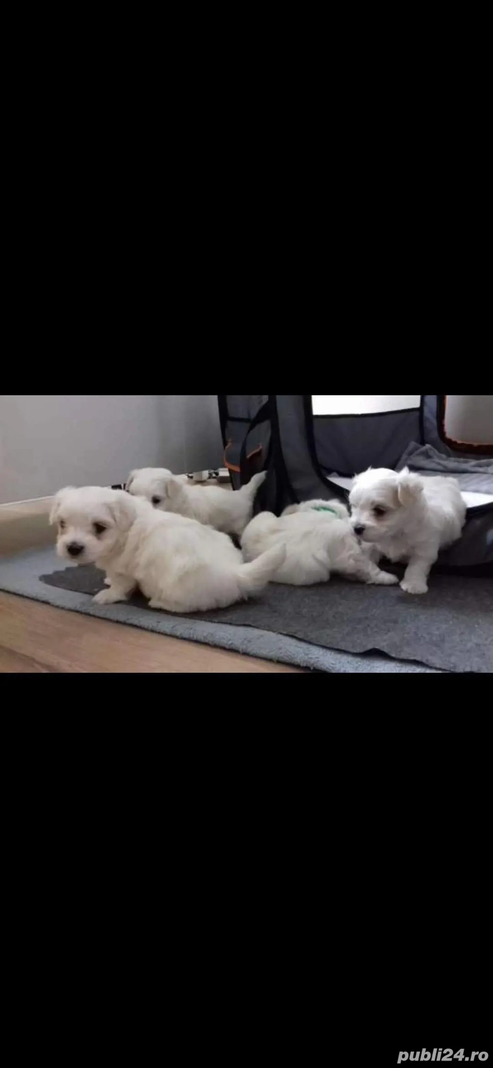 Bichon maltez