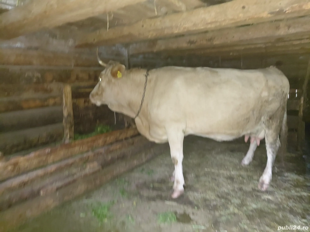 vacă cu vitel  vacă cu vitel