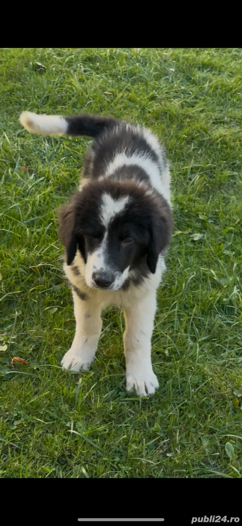 Femela ciobanesc de bucovin  Femela ciobanesc de bucovin