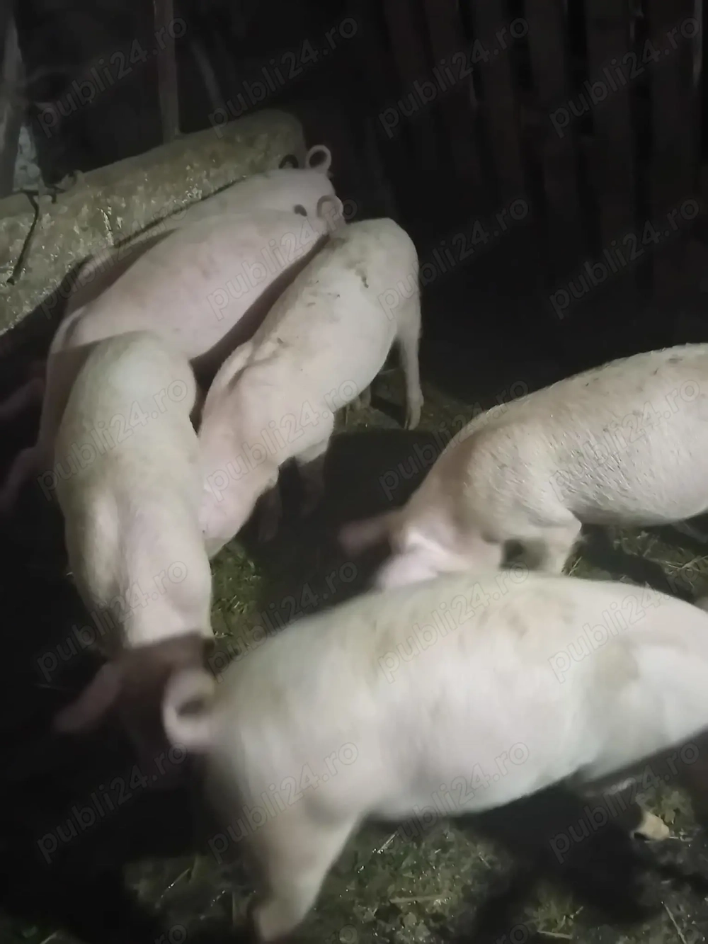 Șoldani de vânzare. Șoldani de vânzare.