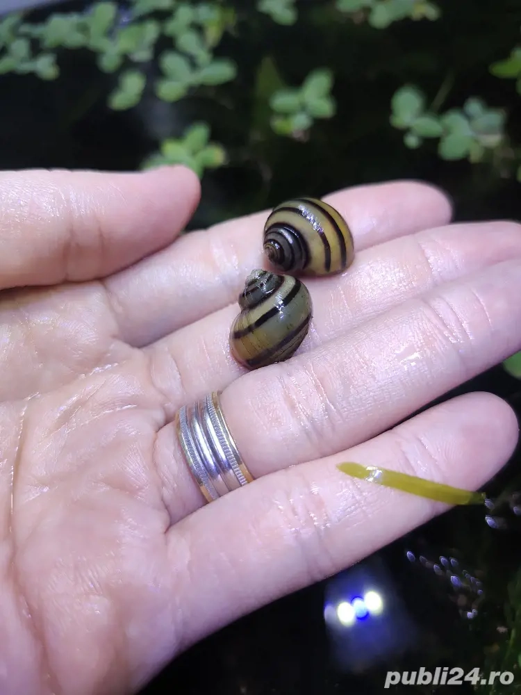 Melci asolene spixi si de substrat Melci asolene spixi si de substrat