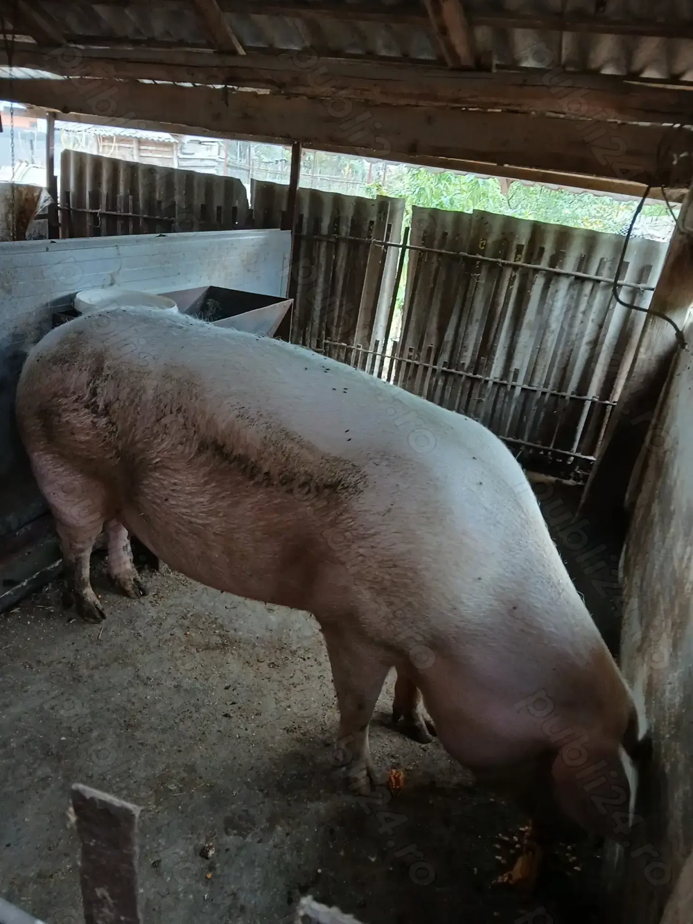 Scroafa de vânzare 3700 lei