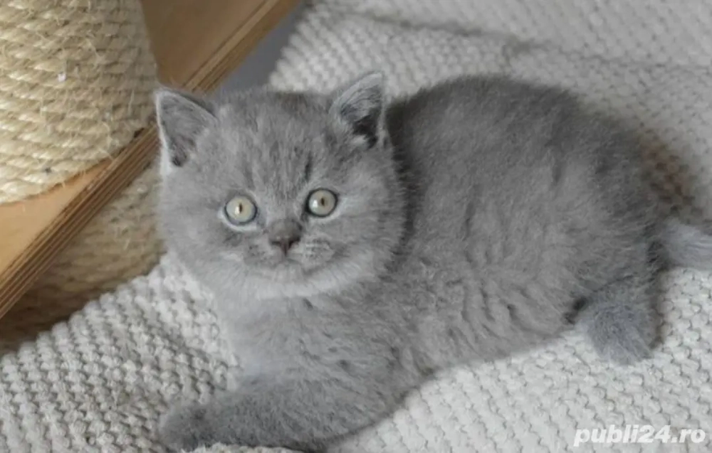 British Shorthair blue