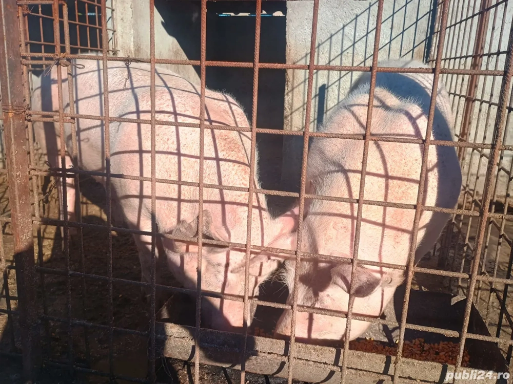porci de vanzare 