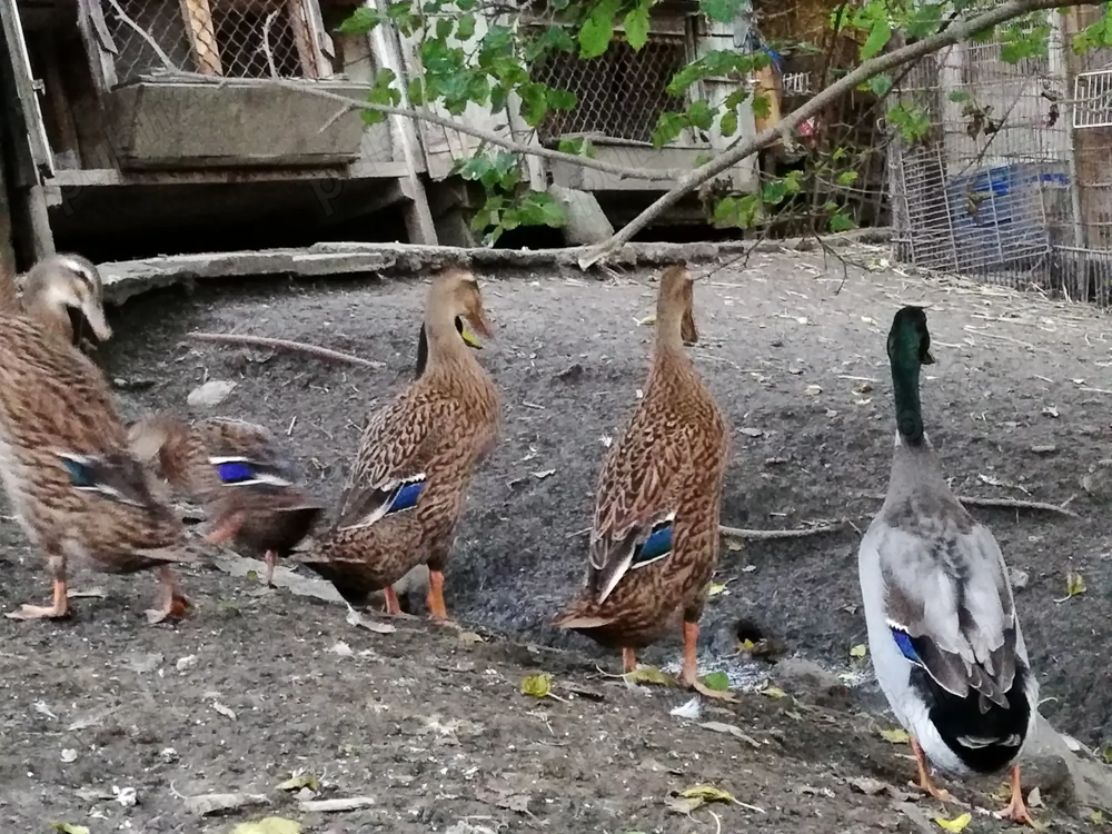 Rate indiene Rate indiene