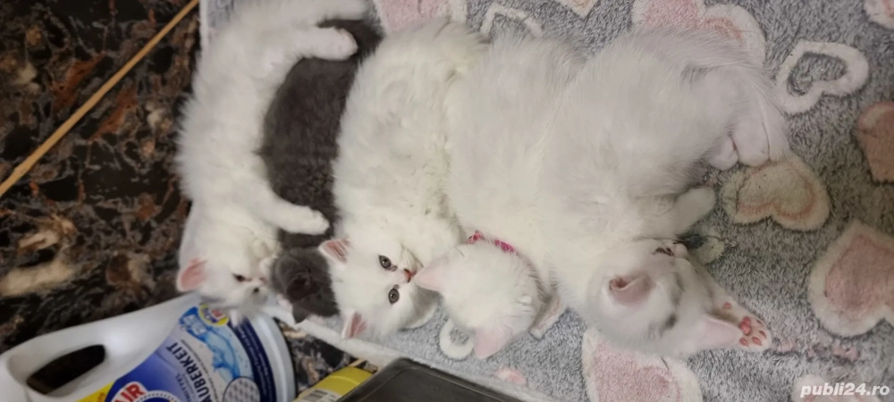 pentru iubitorii de animale