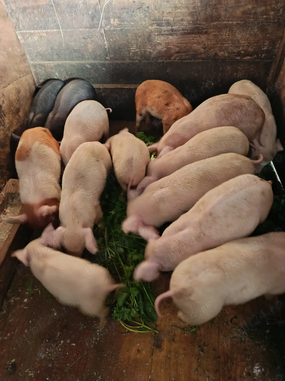 Purcei de 6 săptămâni 