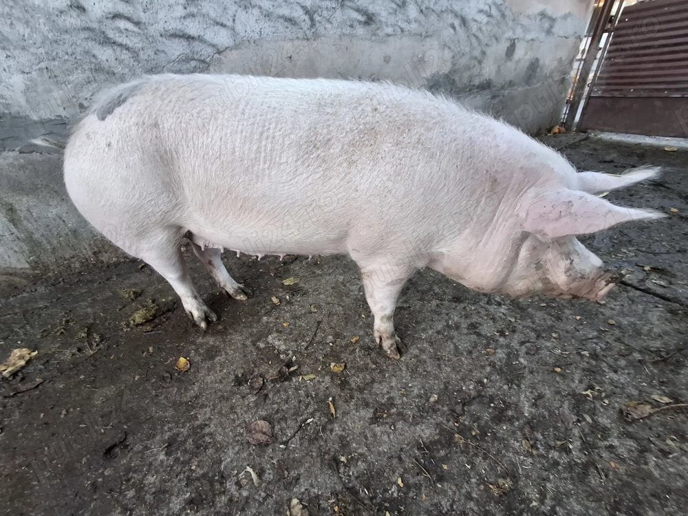 Vând scroafa 170 kg  nr de telefon    Vând scroafa 170 kg  nr de telefon