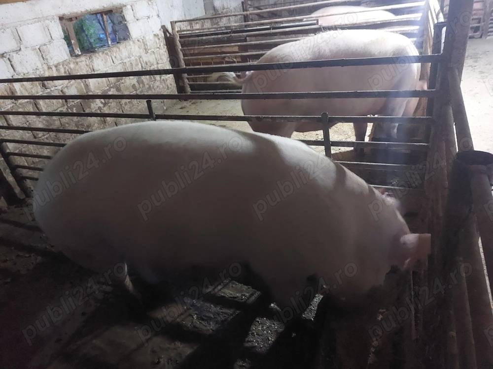 Porci rasa Pietran cu Marele Alb 