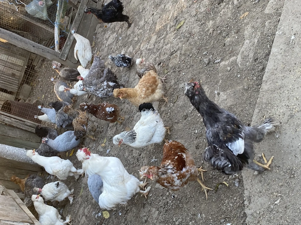 Gaini și cocoși disponibili mari si pitice 