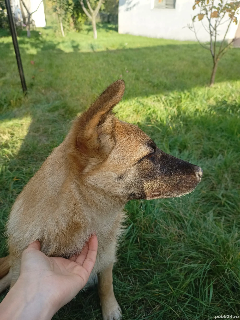 Donez cățelușă Ciobănesc German   7 luni